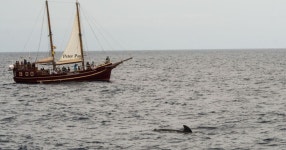 Canary Islands crisis as tourists in Tenerife cause new problem | World | News | Express.co.uk Crisis in Canary Islands as... 