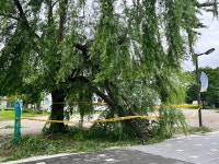 1번게이트 앞 부러진 느티나무 관련 공지 : 헤이리예술마을