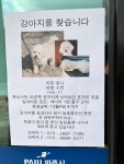 [지역 소식] 강아지를 찾습니다. : 헤이리예술마을