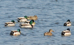 강릉 경포호수로 찾아온 청둥오리 : 환경운동연합