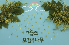 [식물이야기] 황금비를 내리는 모감주나무 : http://www.chollipo.org