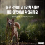 [카드뉴스] 집에 처음 데려온 강아지에게 필요한 것 – 비마이펫 라이프