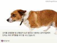 [카드뉴스] 웰시코기는 원래 꼬리가 없을까요? – 비마이펫 라이프