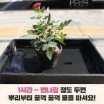 식물도 목욕을 좋아해요! 저면관수 물주기법 배워보기 : 숲과 나무에 대한 이야기 - 매거진