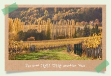 송글송글 맺히는 여름, 포도나무 키우기 : 숲과 나무에 대한 이야기 - 매거진