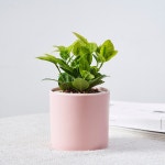 사시사철 푸른 잎에 황금 빛이? 황금사철 키우는 법 : 숲과 나무에 대한 이야기 - 매거진