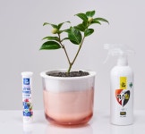 눈보라 속에서 피어나는, 동백나무 키우기 : 숲과 나무에 대한 이야기 - 매거진