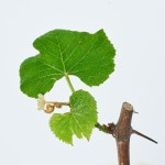 송글송글 맺히는 여름, 포도나무 키우기 : 숲과 나무에 대한 이야기 - 매거진