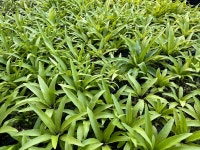 [Remember Me Edition 003.] 멸종했다가 우리 곁으로 다시 돌아온, 파초일엽 : 숲과 나무에 대한 이야기 - 매거진