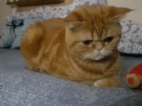 안녕하세요 금보에요.. 코로나 죽여버려.. : 자유게시판