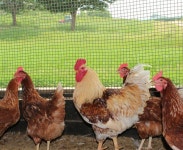 [현장소식] 화성 산안마을, AI ‘예방적 살처분’ 보류 결정 : 환경운동연합