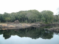[현장기획 연재] 제주, 선흘곶자왈이 무너지고 있다 : 환경운동연합