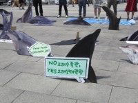 [바다의 날] 고래 유통 OUT, 무고한 돌고래 석방! : 환경운동연합