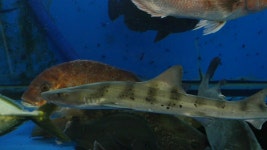 [활동후기]바다로 돌아간 까치상어 : 환경운동연합