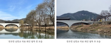 [현장소식] 누가 전주천의 아름드리 버드나무를 베었나? : 환경운동연합