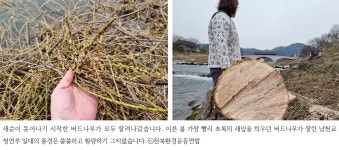 [현장소식] 누가 전주천의 아름드리 버드나무를 베었나? : 환경운동연합
