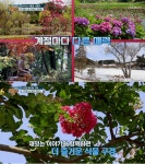 언론보도 | TV조선 알맹이, <찍은 것마다 인생샷인 태안의 비밀의 화원, 천리포수목원> 방영(2021.09.05) : http://www.chollipo.org