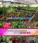 언론보도 | TV조선 알맹이, <찍은 것마다 인생샷인 태안의 비밀의 화원, 천리포수목원> 방영(2021.09.05) : http://www.chollipo.org