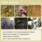봄의 마중을 느끼는 2월의 즐길거리 : http://www.chollipo.org