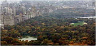 Amy Cooper Terminated From Her Job, Relinquished Dog To Shelter After Viral Video