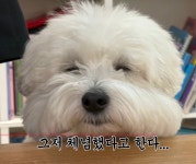 유혜주네 강아지 너무 귀엽게 생김.. - 인스티즈(instiz) 연예 카테고리 유혜주네 강아지 너무 귀엽게 생김..