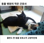 동물병원의 고양이 간호사 - 인스티즈(instiz) 이슈 카테고리 동물병원의 고양이 간호사