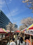 울동네는 벚꽃축제를 이제 한다ㅋㅋㅋ - 인스티즈(instiz) 일상 카테고리 울동네는 벚꽃축제를 이제 한다ㅋㅋㅋ