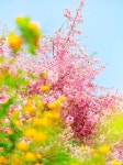 완산칠봉꽃동산 갔다 왔는데 진짜 이쁘더라! - 인스티즈(instiz) 일상 카테고리 완산칠봉꽃동산 갔다 왔는데 진짜 이쁘더라!