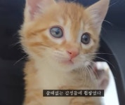 이 카페 아기 고양이 진짜 귀엽다... - 인스티즈(instiz) 일상 카테고리 이 카페 아기 고양이 진짜 귀엽다...