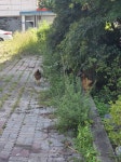 대전 갈마역 근처에서 닭 잃어버리신분.. - 인스티즈(instiz) 일상 카테고리 대전 갈마역 근처에서 닭 잃어버리신분..