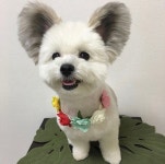 파피용과 말티즈 사이에서 태어난 강아지 고마 - 인스티즈(instiz) 이슈 카테고리 파피용과 말티즈 사이에서 태어난 강아지 고마