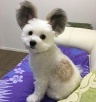 말티즈 x 빠삐용 믹스 멈머 - 인스티즈(instiz) 이슈 카테고리 말티즈 x 빠삐용 믹스 멈머