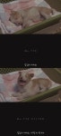 있잖아 마리모, 나 다시 개를 기르고 싶어 (마리모이야기) - 인스티즈... 이슈 카테고리 있잖아 마리모, 나 다시 개를 기르고 싶어 (마리모이야기)