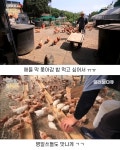 백숙집 하려고 닭 키우다 닭에게 정든 부부 - 인스티즈(instiz) 이슈 카테고리 백숙집 하려고 닭 키우다 닭에게 정든 부부