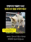주유소 옥상 방치 13년, 할아버지가 돼 버린 백구 만복이를 위해 탄원 동참 부탁해!!! (화력 필요‼️) - 인스티즈(instiz) 이슈 카테고리 주유소... 