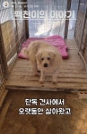 7년의 기다림 +🐶단기임보 - 인스티즈(instiz) 이슈 카테고리 7년의 기다림 +🐶단기임보
