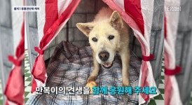 13년만에 옥상에서 구조된 만복이 최신 근황 - 인스티즈(instiz) 이슈 카테고리 13년만에 옥상에서 구조된 만복이 최신 근황