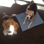 How to Tailor a Dinosaur Onesie for Your Dog: 6 Steps (with Pictures) How to Tailor a Dinosaur Onesie for Your Dog