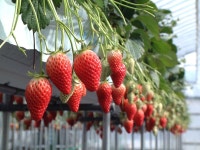 昼神グランドホテル天心の写真 - 宿泊予約は＜じゃらんnet＞