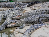 別府全５室離れ　わんこの宿ゆるりの写真 - 宿泊予約は＜じゃらんnet＞