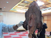 노무라야 여관 - 여관 객실 & 가격 | 유키, 고야, 이바라키 호텔과 여관 | Jalan : 호텔 예약 사이트