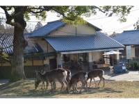 The Deer Park Inn - 유스호스텔 객실 & 가격 | 나라, 야마토코리야마, 나라 호텔과 여관 | Jalan : 호텔 예약 사이트