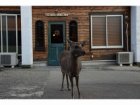 The Deer Park Inn - 유스호스텔 객실 & 가격 | 나라, 야마토코리야마, 나라 호텔과 여관 | Jalan : 호텔 예약 사이트