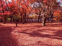 하톤 호텔 교토 - 호텔 객실 & 가격 | 가라스마도리, 시조도리, 교토 호텔과 여관 | Jalan : 호텔 예약 사이트