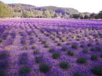 호텔 파크 힐즈 - 호텔 객실 & 가격 | 비에이, 홋카이도 호텔과 여관 | Jalan : 호텔 예약 사이트