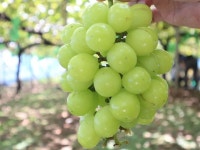 浦和駅周辺の果物・野菜狩りランキングTOP10 - じゃらんnet