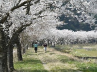【桜】アクセス・営業時間・料金情報 - じゃらんnet