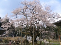【明日の大桜】アクセス・営業時間・料金情報 - じゃらんnet