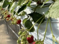 【苺ぷらす】予約・アクセス・割引クーポン - じゃらんnet