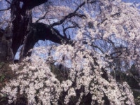 【石畳東のシダレザクラ】アクセス・営業時間・料金情報 - じゃらんnet